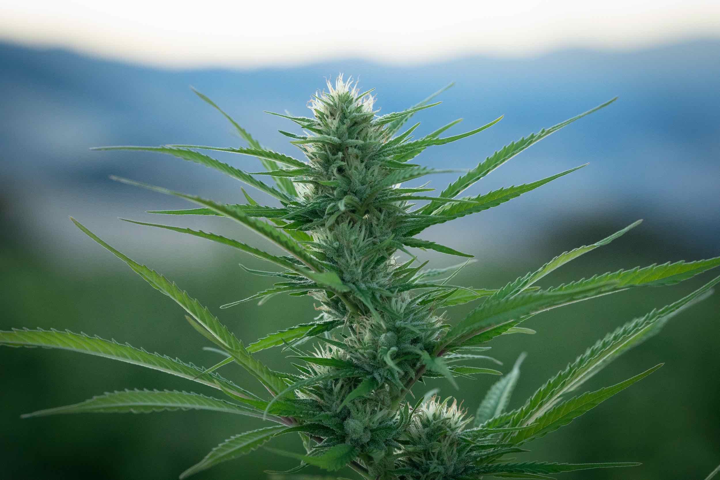 Handmade CBD Potency Lines Offering Advanced Botanical Support For Relaxed Wellbeing